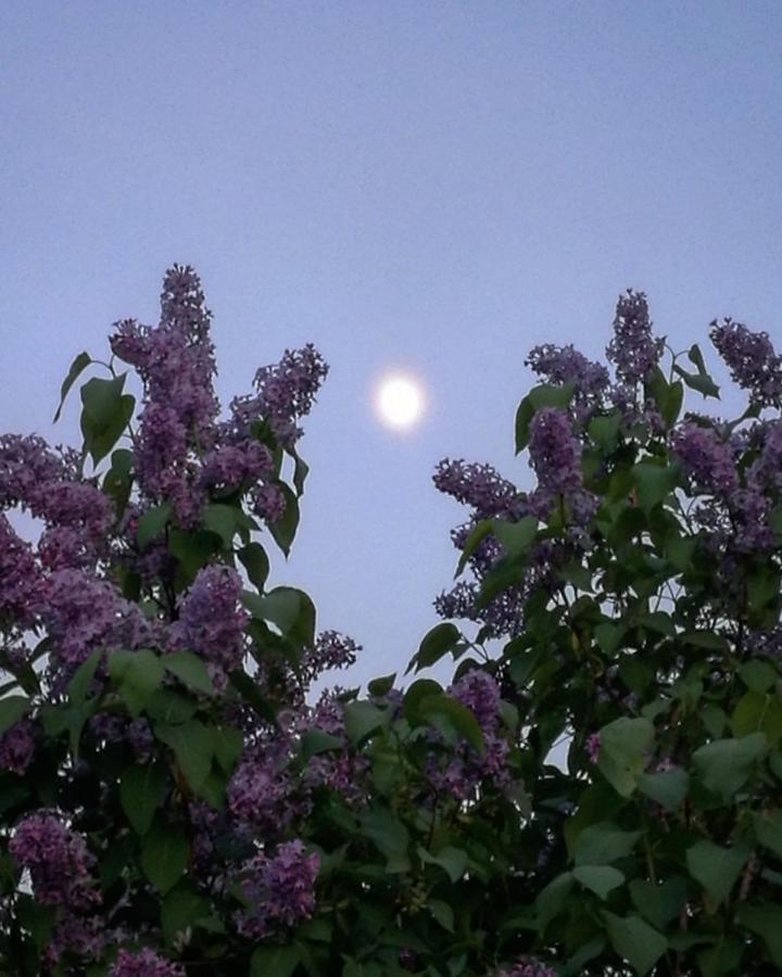 Willa Mustijoki Laukkoski Bagian luar foto
